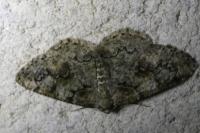 Cleorodes lichenaria