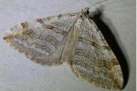 Aplocera efformata/plagiata