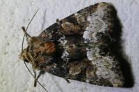 Oligia