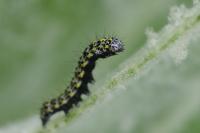 Cucullia verbasci