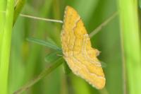 Camptogramma bilineata
