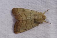 Charanyca trigrammica