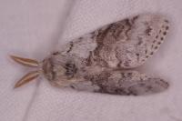 Calliteara pudibunda