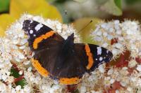 Vanessa atalanta