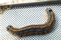 Malacosoma neustria