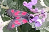 Zygaena trifolii