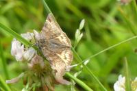 Euclidia glyphica