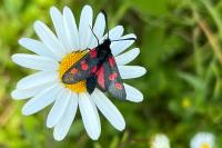 Zygaena trifolii