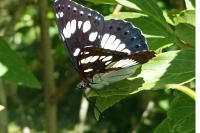 Limenitis reducta