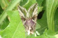 Autographa gamma