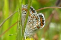 Aricia agestis