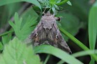 Autographa gamma