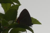 Satyrium pruni