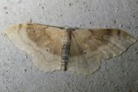Idaea degeneraria
