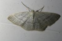 Idaea subsericeata