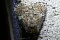 Tethea ocularis