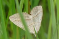 Scotopteryx luridata/mucronata