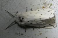Spilosoma lubricipeda