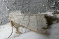 Charanyca trigrammica