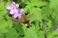 Hemaris fuciformis