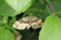 Epirrhoe alternata