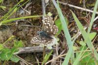Pyrgus malvae