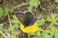 Lycaena tityrus