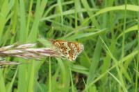 Melitaea cinxia