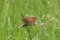 Melitaea phoebe