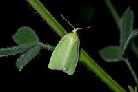 Tortrix viridana
