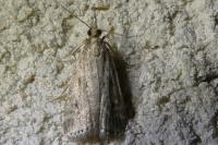 Eudonia pallida