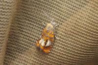 Olethreutes arcuella