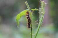 Acronicta rumicis