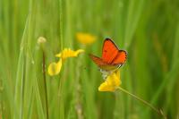 Lycaena dispar