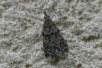 Scoparia