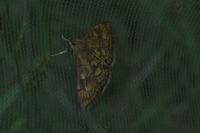 Anania verbascalis
