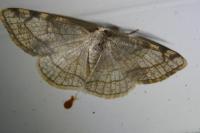 Stegania trimaculata