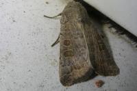 Hoplodrina ambigua