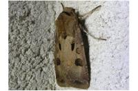 Agrotis exclamationis
