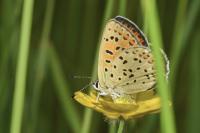 Lycaena tityrus