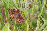 Euclidia glyphica