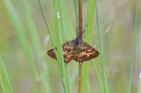 Ematurga atomaria