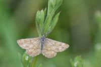 Ematurga atomaria