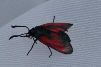 Zygaena trifolii