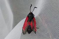Zygaena trifolii