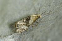 Phalonidia manniana
