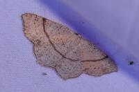 Cyclophora punctaria