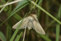Mythimna pallens