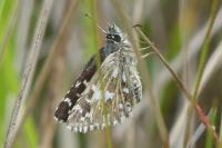 Pyrgus malvae