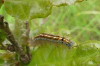Malacosoma neustria